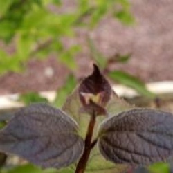 Philadelphus 'Starbright' 