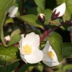 Philadelphus 'Starbright' 