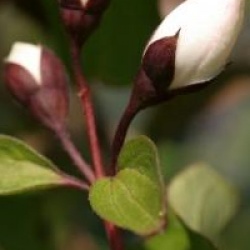 Philadelphus 'Starbright' 