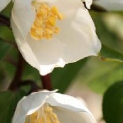 Philadelphus 'Starbright' 