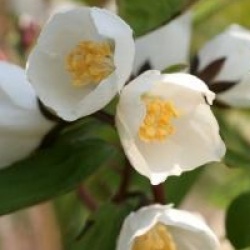 Philadelphus 'Starbright' 