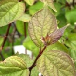 Philadelphus 'Starbright' 