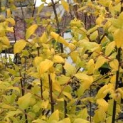 Philadelphus 'Yellow Cab' - Seringat � feuillage dor�