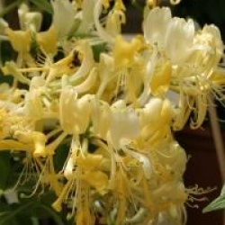 Lonicera periclymenum 'Scentsation' �