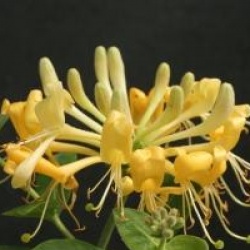 Lonicera periclymenum 'Scentsation' � - Ch�vrefeuille grimpant Scentsation