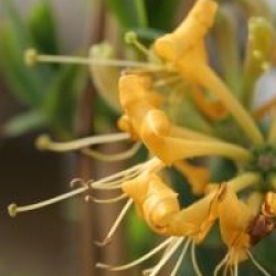 Lonicera periclymenum 'Scentsation' �