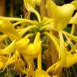 Lonicera periclymenum 'Scentsation' �