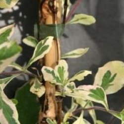 Lonicera x italica Harlequin� 'Sherlite'