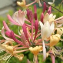 Lonicera x italica Harlequin� 'Sherlite'