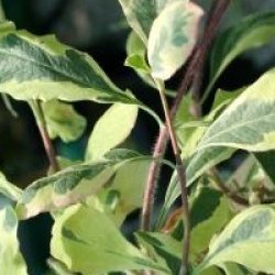 Lonicera x italica Harlequin� 'Sherlite'