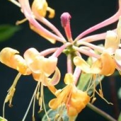 Lonicera x italica Harlequin� 'Sherlite'