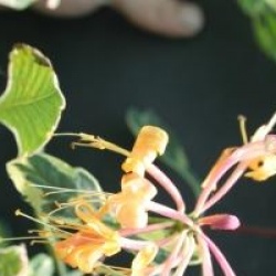 Lonicera x italica Harlequin� 'Sherlite'