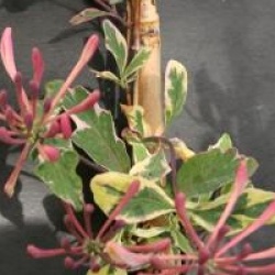Lonicera x italica Harlequin� 'Sherlite'