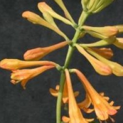 Ch�vrefeuille Golden Trumpet