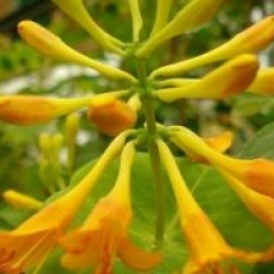 Lonicera x brownii Golden Trumpet � 'Mintrump' 