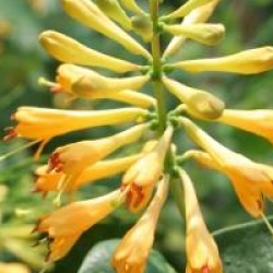 Lonicera x browni 'Honeybelle' - Lonicera x browni 'Honeybelle'