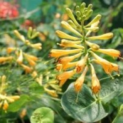 Lonicera x browni 'Honeybelle'