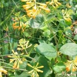 Lonicera x browni 'Honeybelle'