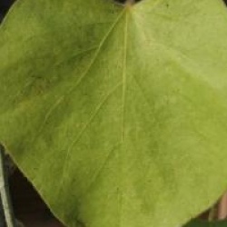 Aristolochia macrophylla