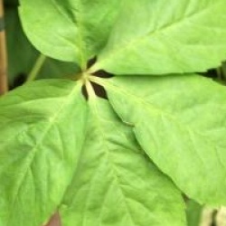 Vigne vierge Yellow Wall