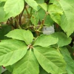 Parthenocissus quinquefolia 'Yellow Wall'