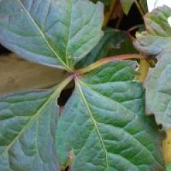 Vigne vierge � feuilles pourpres