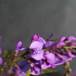 Hardenbergia violacea