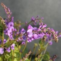 Hardenbergia violacea