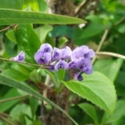 Hardenbergia violacea