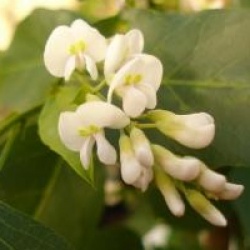 Hardenbergia violacea 'Alba' - Hardenbergia violacea 'Alba'