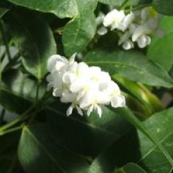 Hardenbergia violacea 'Alba'