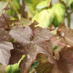 Vitis vinifera 'Purpurea' - Vigne des teinturiers