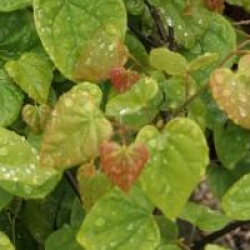 Cercis canadensis 'Ace of Hearts' PBR