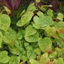 Cercis canadensis 'Ace of Hearts' PBR