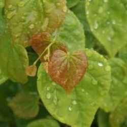 Cercis canadensis 'Ace of Hearts' PBR