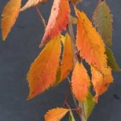 Prunus incisa 'Pendula'