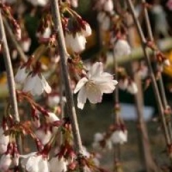 Prunus incisa 'Pendula'