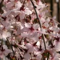 Prunus incisa 'Pendula' - Prunus incisa pleureur