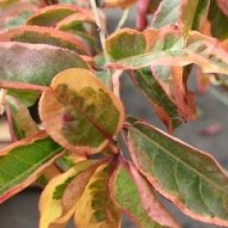 Euonymus hamiltonianus 'Rainbow' - Fusain de Hamilton panach�