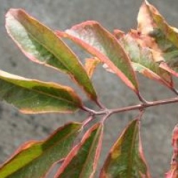 Euonymus hamiltonianus 'Rainbow'