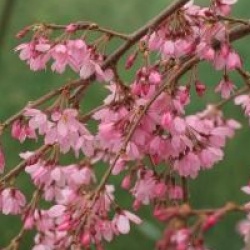 Cerisier � fleurs pleureur