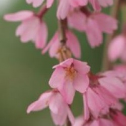  Prunus x subhirtella 'Pendula Rubra'