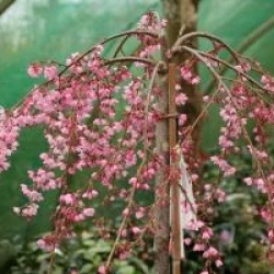 Prunus x subhirtella 'Pendula Rubra'