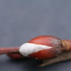 Salix caprea pendula  / Salix caprea 'Kilmarnock'