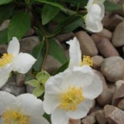 Carpenteria californica  - Carpenteria de Californie