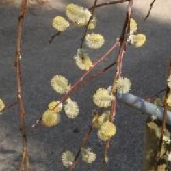 Salix caprea pendula  / Salix caprea 'Kilmarnock'