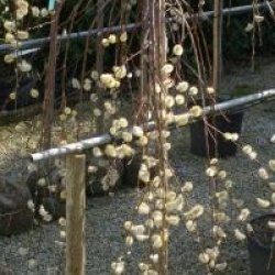 Salix caprea pendula  / Salix caprea 'Kilmarnock'