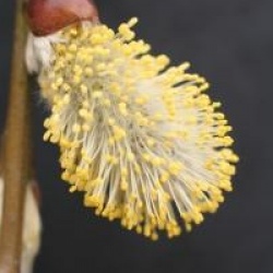 Salix caprea pendula  / Salix caprea 'Kilmarnock'