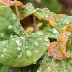 Cercis canadensis Little Woody 'Litwo'�