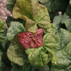 Cercis canadensis Little Woody 'Litwo'�